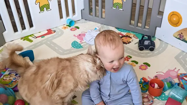10 Momen Kocak Kucing Jadi Pengasuh Bayi Ini Bikin Tepuk Jidat