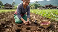 5 Cara Menanam Kacang Merah ala Petani Desa, Mudah Dirawat dan Cepat Panen
