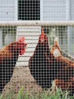 Cara Membuat Kandang Ayam Mini dari Ember Cat/Photo by The Brewers on Unsplash