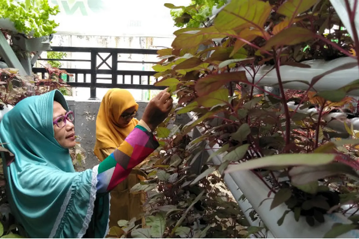 Segarnya Kampung Hidroponik di Tengah Kota Sumenep