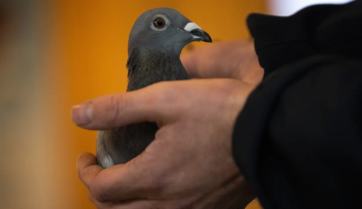 Karyawan Pipa, balai lelang Belgia untuk merpati balap, menunjukkan merpati bernama New Kim setelah dilelang di Knesselare pada 15 November 2020. Burung merpati berusia dua tahun itu menjadi burung termahal dengan harga mencapai Rp 26 miliar yang dibeli oleh miliarder China (AP Photo/Francisco Seco)