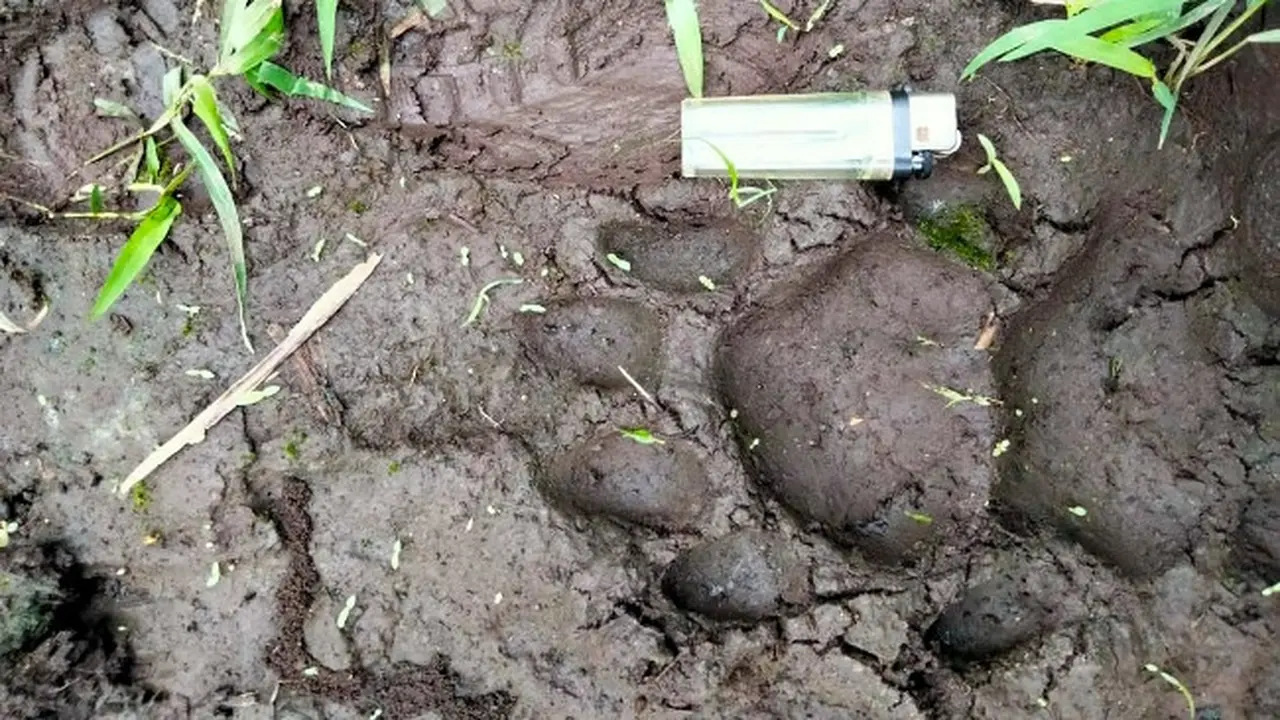 Jejak harimau sumatra di kebun sawit perusahaan di Kabupaten Pelalawan.