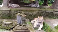 Nasib Taman Safari Indonesia saat Pandemi Covid-19