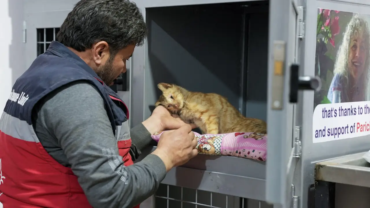 Merawat Kucing-Kucing yang Diselamatkan dari Gempa Turki dan Suriah