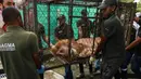 Petugas membawa Jupiter, singa yang mengalami kekurangan gizi, setibanya di kebun binatang di Cali, Kolombia, Kamis (27/2/2020). Keadaan singa berusia 20 tahun tersebut mengenaskan dengan tubuh kurus dan tak mampu berdiri. (Guillermo Gutiérrez/Alcaldia de Cali/Cali Mayor's Office/AFP)