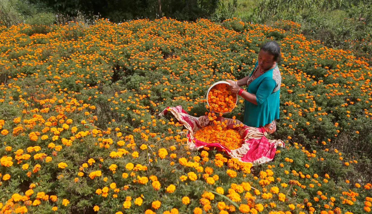 Seorang wanita Nepal mengumpulkan bunga marigold selama festival Tihar di Kathmandu, Nepal, (17/10). Festival Tihar di Nepal pada dasarnya setara dengan Deepavali di India dan tanah Hindu lainnya. (AP Photo/Niranjan Shrestha)