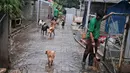 Pekerja membersihkan di jalan masuk yang dibanjiri air setelah hujan lebat di Pejaten Shelter di Jakarta (2/7/2020). Tempat penampungan adalah tempat untuk lebih dari 1.000 anjing, jumlah yang telah tumbuh seiring dengan kesulitan ekonomi disebabkan oleh pandemi coronavirus. (AP Photo/Dita Alangkara