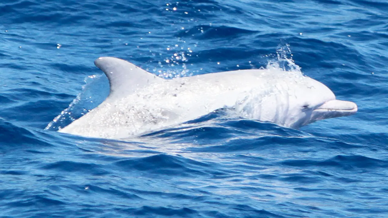 20151017-Lumba-Lumba-Albino