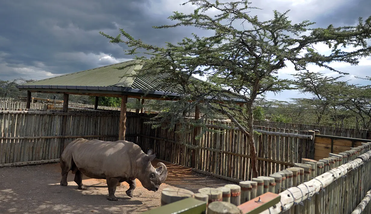 Aktivitas satu-satunya pejantan dari tiga badak putih terakhir di dunia bernama Sudan di Nanyuki, Kenya, 20 Desember 2009. Dengan meninggalnya Sudan, kini tersisa dua badak putih betina di dunia. (Tony KARUMBA/AFP)