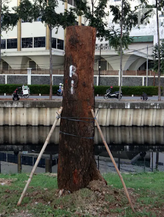 Pohon mahoni dari Jalan Sudirman yang dipindah ke kawasan RTH Kalijodo, Jakarta Utara, Kamis (15/3). Selain di RTH Kalijodo, pohon-pohon asal Sudirman juga ditanam di Taman BMW. (Liputan6.com/Arya Manggala)