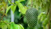 Tak Semua Tanaman Obat Aman Dikonsumsi Rutin, Termasuk Daun Sirsak
