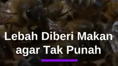 Video Mahasiswa Kolombia Ciptakan Pakan untuk Selamatkan Lebah #Mdkdw26 17 May 2026