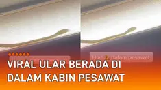 Seorang penumpang pesawat merekam detik-detik seekor ular bergerak di dalam kabin pesawat viral di media sosial.