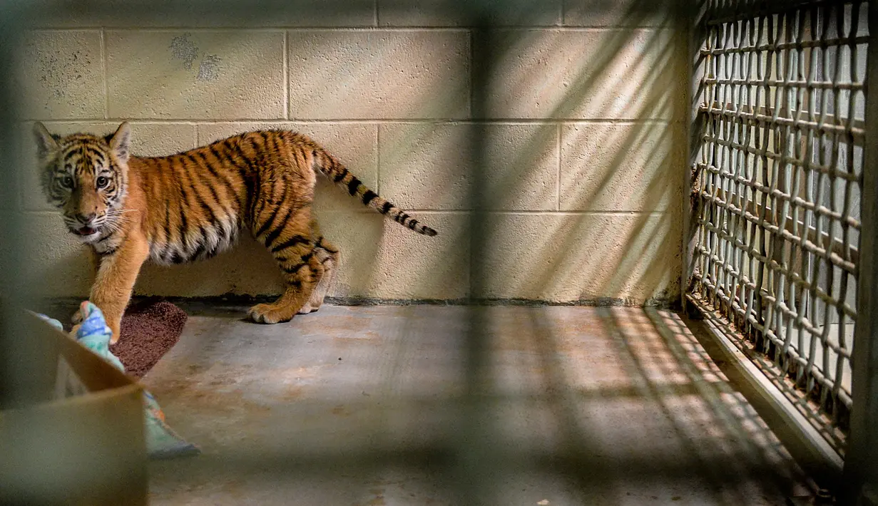 Seekor anak harimau berada di klinik hewan Kebun Binatang Gladys Porter, Brownsville, 30 April 2018. Agen patroli perbatasan Amerika Serikat menemukan anak harimau di tas yang ditinggalkan orang-orang yang mencoba memasuki negara itu secara ilegal. (AP)