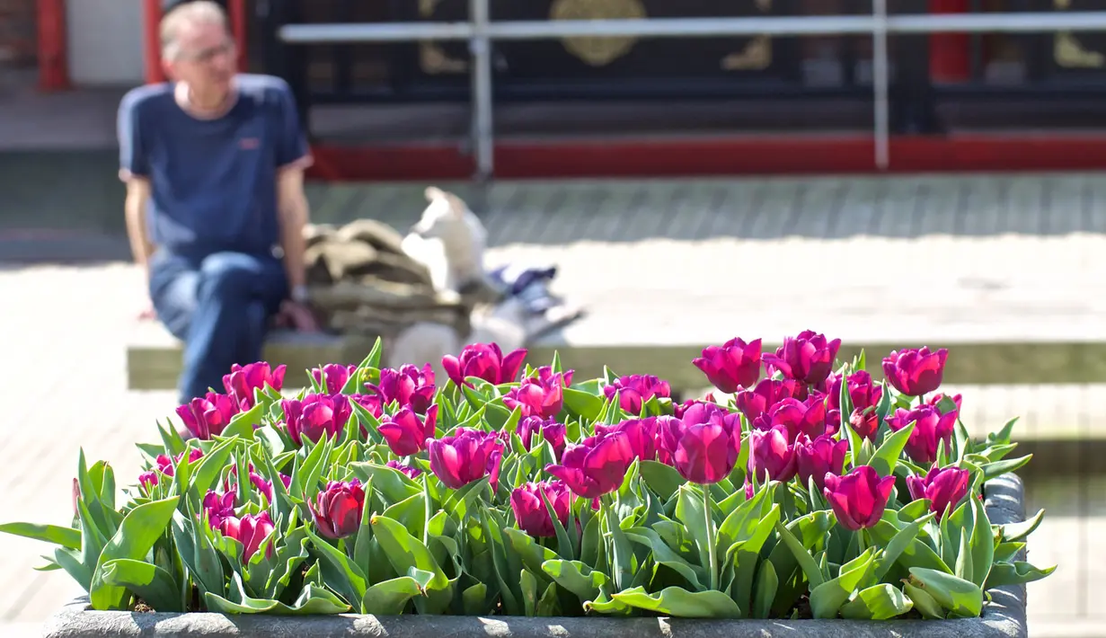 Sejumlah pot bunga tulip terlihat di jalanan Amsterdam, Belanda (8/4/2020). Festival Tulip Amsterdam 2020 menampilkan tulip di jalan-jalan sepanjang bulan April. Akibat epidemi COVID-19, beberapa lokasi pameran tulip ditutup tahun ini. (Xinhua/Sylvia Lederer)