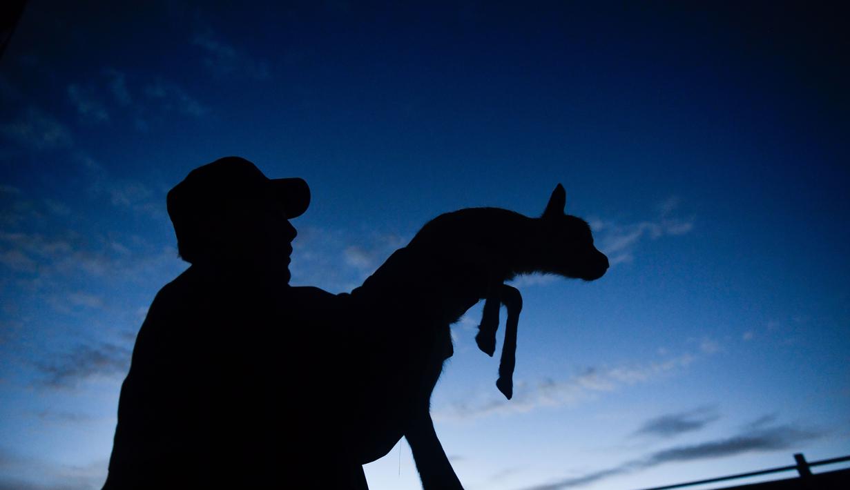 Seorang staf menggendong seekor bayi antelop Tibet di stasiun perlindungan Danau Zonag di Hoh Xil, Provinsi Qinghai, China barat laut (16/7/2020). Danau Zonag di Hoh Xil dikenal sebagai "ruang melahirkan" bagi spesies tersebut. (Xinhua/Xue Yubin)
