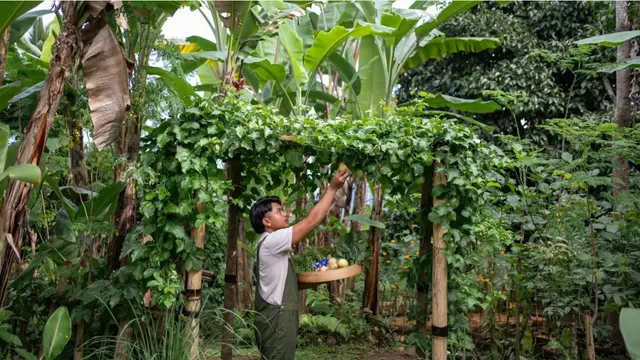 Banyan Group Rilis Sustainability Report 2025. Dok. Banyan Group