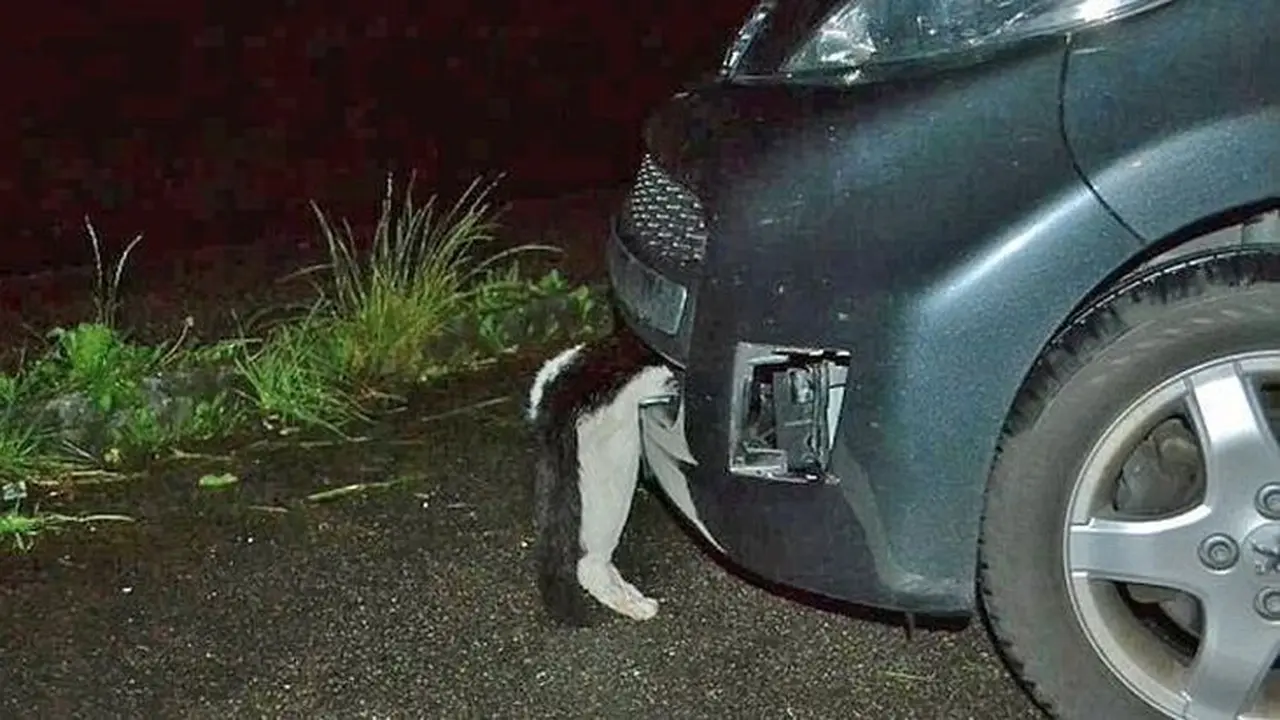 Seekor Kucing Selamat Setelah Tertabarak Mobil
