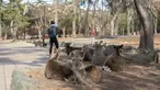 Foto yang diabadikan pada 9 Desember 2020 ini menunjukkan rusa di Nara, Jepang. Rusa Nara, yang hidup berdekatan dengan manusia, menjadi salah satu simbol Kota Nara. Rusa Nara dilindungi sebagai monumen alam Jepang. (Xinhua/Du Xiaoyi)