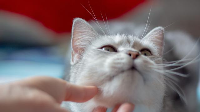 Bukan Ciuman, Ini Cara Menunjukkan Cinta pada Kucing Kesayangan