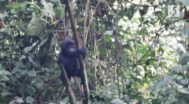 Menggemaskan dan kasihan adalah dua kata yang paling tepat untuk menggambarkan perasaan setelah melihat video seekor bayi gorila terjatuh dari pohon berikut ini.