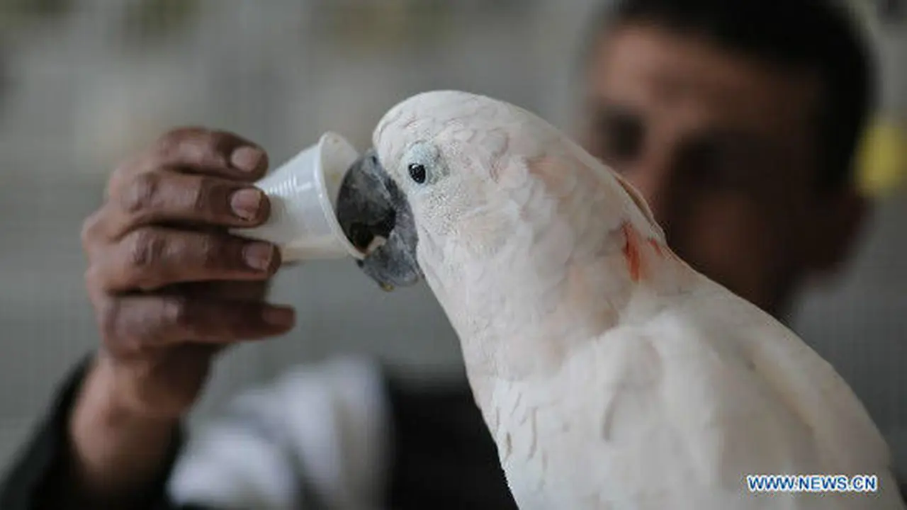 Burung Kakaktua Ini Penyuka Kopi
