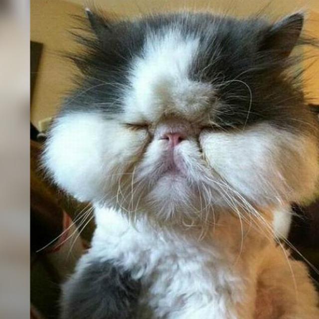 Gambar Kucing Lucu Dan Kata Katanya
