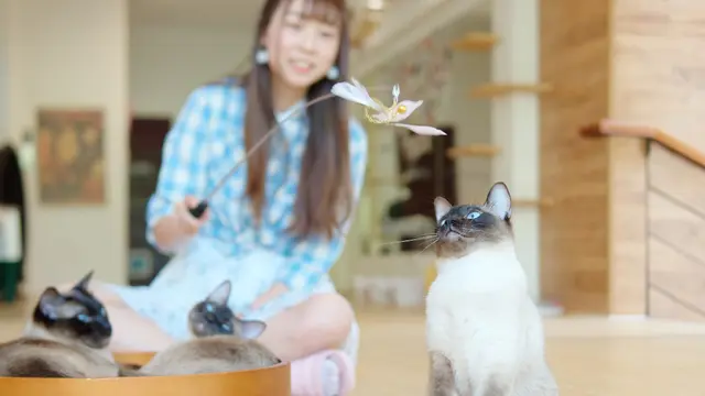 Happy Purrfect Valentine! Ini 5 Ide Seru Tunjukkan Kasih Sayang pada Kucing di Rumah