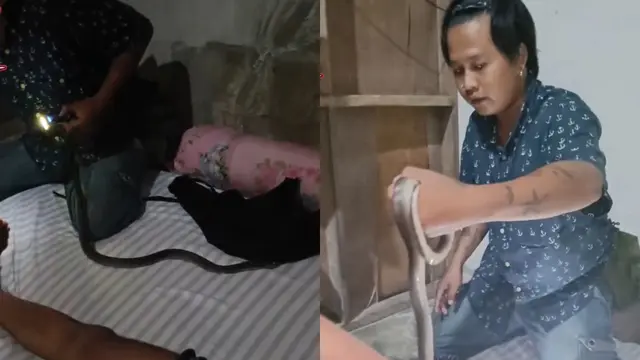 Ular Kobra Masuk ke Celana Dalam