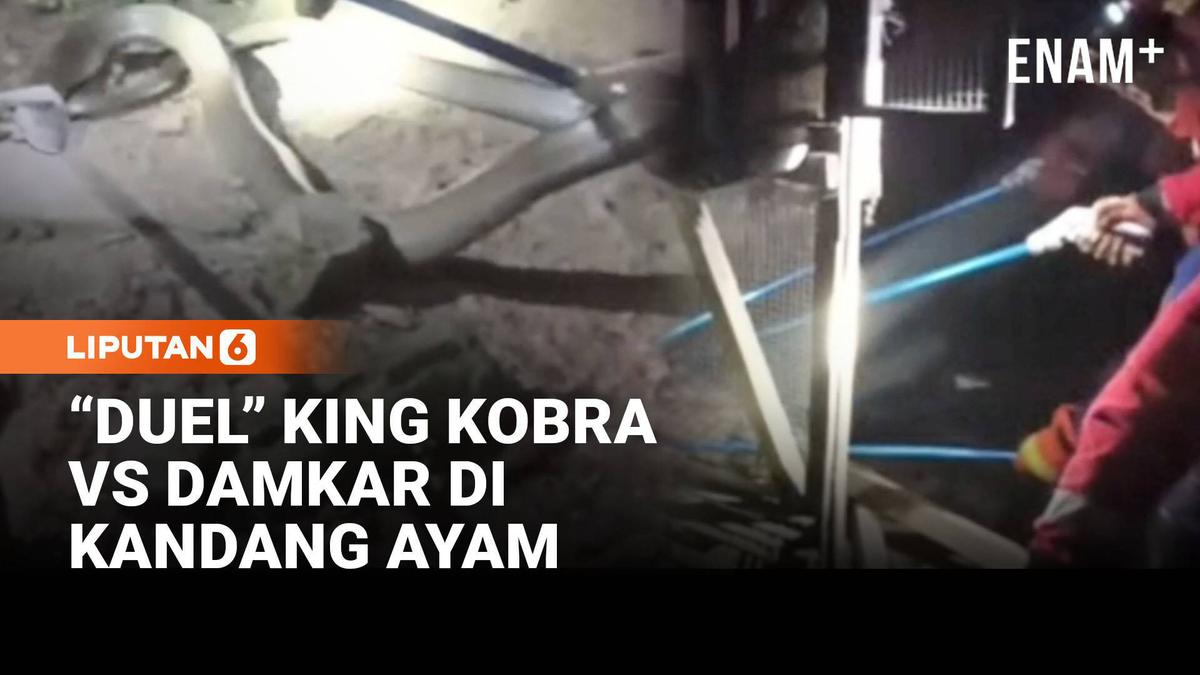 Tegang! “Duel” King Kobra Vs Damkar di Kandang Ayam