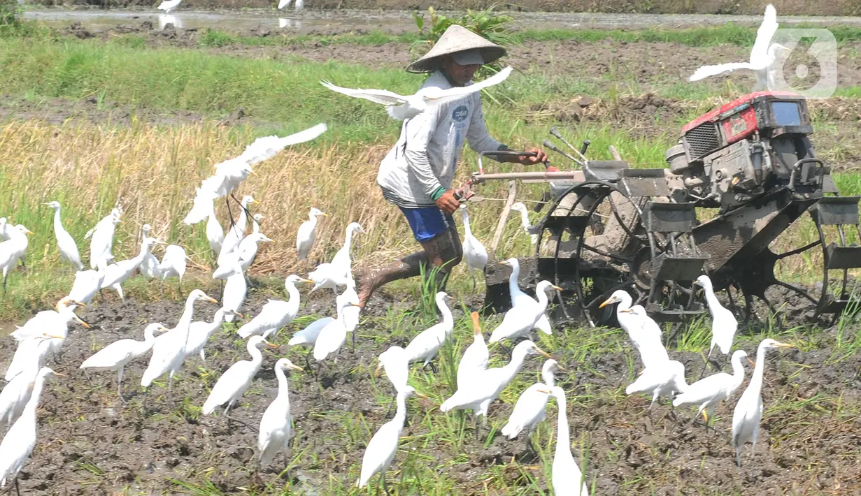 <p>Aktivitas petani membajak sawah dengan menggunakan traktor dikelilingi burung kuntul yang mencari makan di desa Penarukan, Mengwi, Bali, Rabu (4/5/20222). Sawah tersebut akan ditanami padi jenis Cigeulis dengan masa umur panen sekitar 3 bulan. (merdeka.com/Arie Basuki)</p>