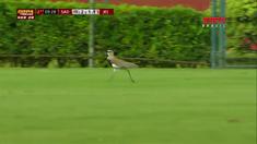 Laga sepak bola Copa U-20 di Brasil antara Sao Paulo vs Joinville terpaksa harus terhenti karena hadirnya rombongan burung yang bermain di tengah lapangan saat pertandingan masih berlangsung.