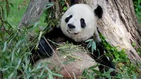 Panda bernama Mei Xiang di Kebun Binatang Nasional Smithsonian di Washington DC melahirkan (Dok.Twitter/@NationalZoo/Komarudin)