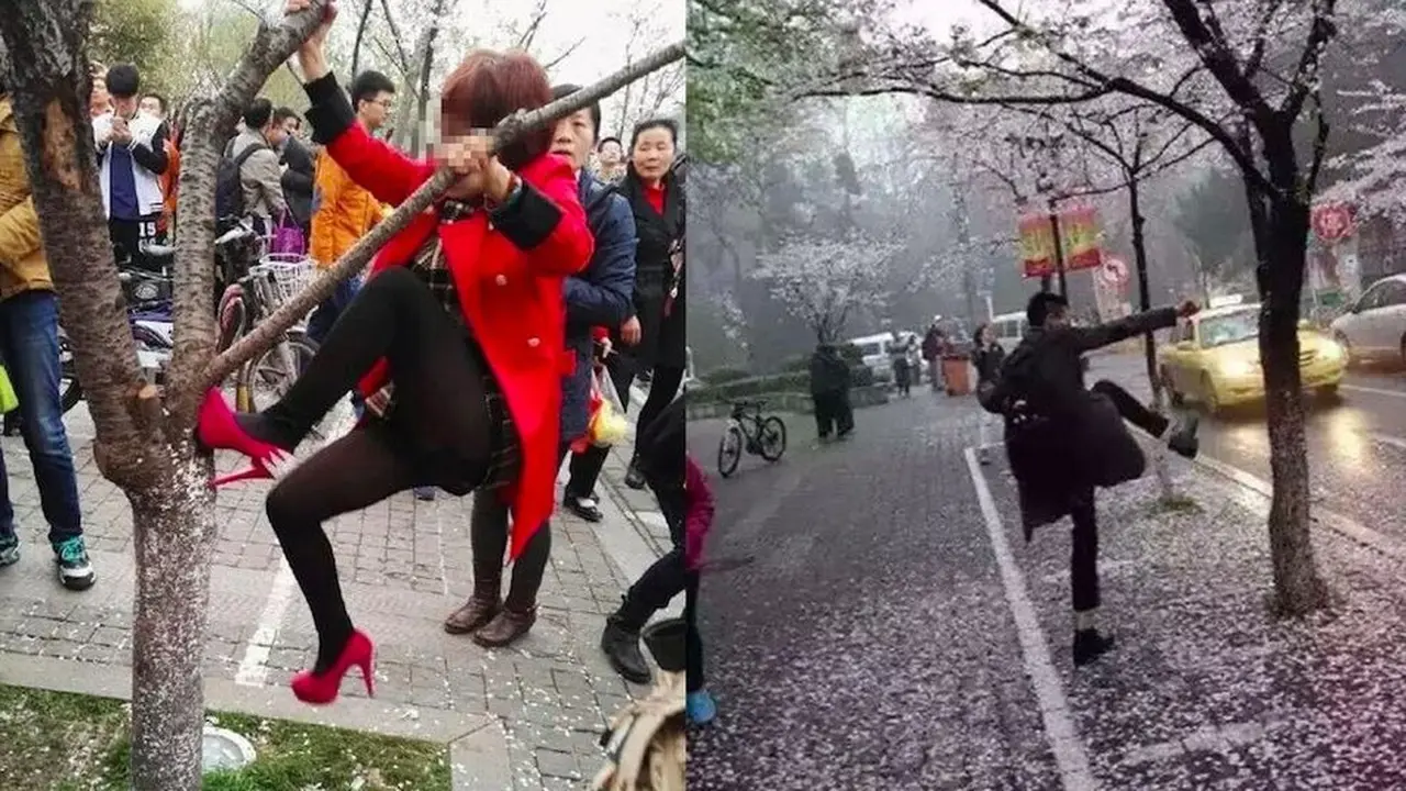 Miris, Pengunjung Rusak Pohon Bunga Sakura Demi Berfoto Selfie