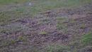 Terdapat rumput yang menguning hingga mati di Stadion Utama Gelora Bung Karno (SUGBK) di Senayan, Jakarta, Senin (13/3/2023). Rusaknya rumput Stadion Utama Gelora Bung Karno akibat menggelar konser penyanyi kondang Tanah Air, Raisa, dan girl band asal Korea Selatan, BLACKPINK. (Liputan6.com/Angga Yuniar)