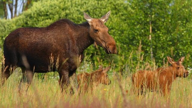 [Bintang] Chernobyl, Zona Eksklusif Bagi Satwa Liar Tanpa Kehadiran Manusia
