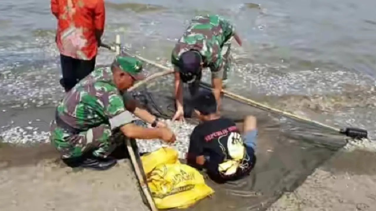 Ribuan Ikan Lepak-Lepak Mendadak Mengambang di Pantai Hubat