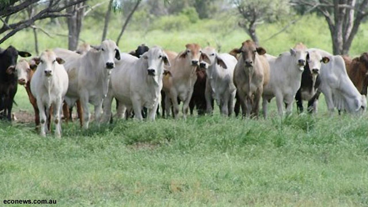Keliling Australia, RI Serius Beli Peternakan Sapi di Luar Negeri