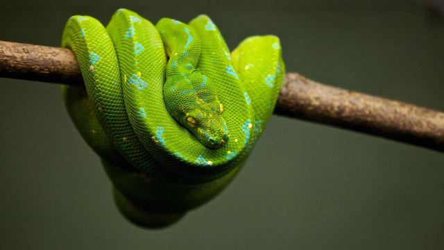 Morelia viridis