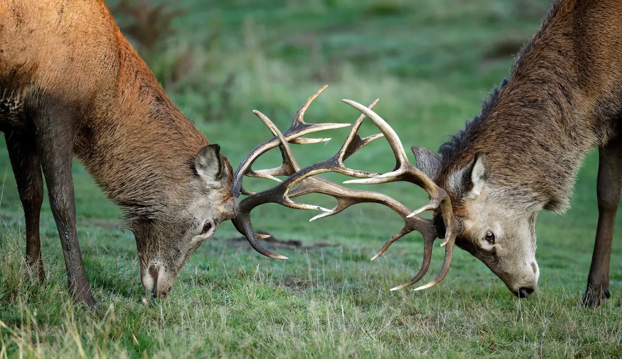 Rusa muda mengadu tanduk selama musim rutting (kawin) yang berlangsung pada musim gugur di Bushy Park, London, Rabu (14/10/2020).  Rusa jantan bertarung satu sama lain menunjukkan kekuatan mereka untuk merayu rusa betina.  (AP Photo/Matt Dunham)