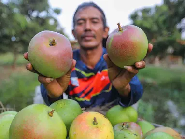 Anggota kelompok tani Wong Tanggul Ceblok (WTC) menunjukkan hasil panen buah mangga Agrimania di Eduwisata Agrimania Bumi Patra, Indramayu, Jawa Barat, Rabu (9/10/2024). (Liputan6.com/Angga Yuniar)