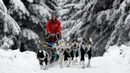 Seorang musher mengendarai kereta luncur anjing tradisional pada lomba Sedivackuv Long di dekat Desa Destne v Orlickych Horach, Republik Ceko, Kamis (23/1/2020). Sedivackuv Long edisi ke-24 tahun ini berlangsung selama lima hari. (AP Photo/Petr David Josek)