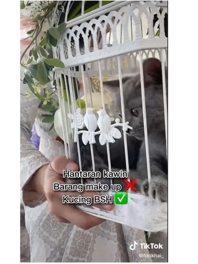 Pengantin Pria Ini Jadikan Kucing British Shorthair untuk Seserahan Pernikahannya
