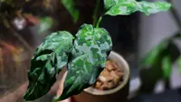 16 Tanaman Hias dengan Daun Mirip Lukisan yang Cocok Jadi Koleksi, Bikin Rumah Estetik