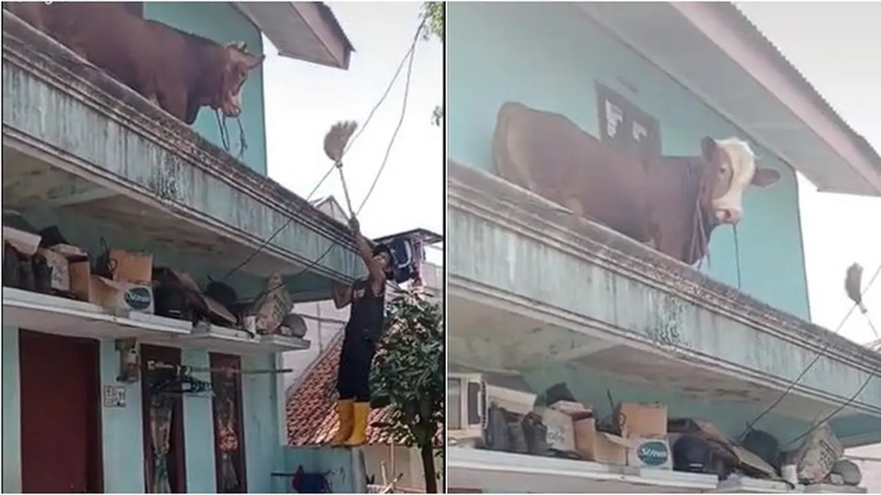 Heboh Sapi Berada di Balkon Lantai 2 Rumah Warga, Cara Naiknya Bikin Heran