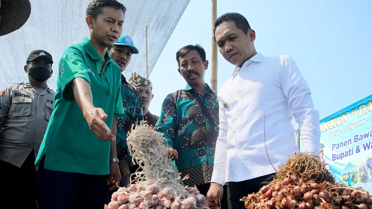 Bupati Lumajang Thoriqul Haq (Kiri) meninjau hasil panen bawang  di Lumajang (Istimewa)