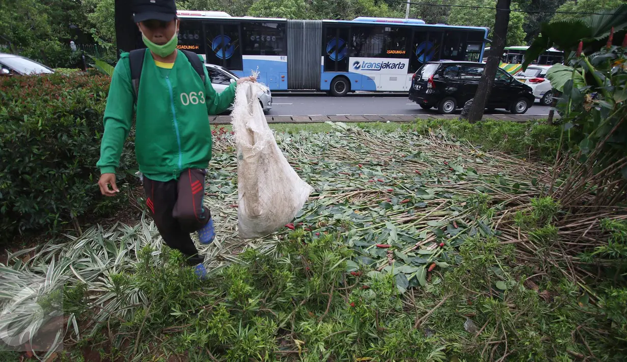 Pekerja membersihkan sampah berserakan di taman yang rusak di depan gedung Balai Kota Jakarta, Jumat (14/10). Taman tersebut rusak akibat banyaknya pengunjuk rasa yang menginjak-injak serta duduk di atas tanaman. (Liputan6.com/Immanuel Antonius)