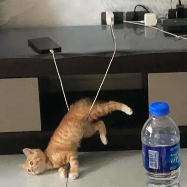 10 Gaya Nyeleneh Kucing Ini Bikin Geleng-Geleng Kepala