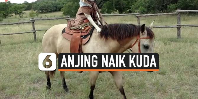 VIDEO: Menggemaskan, Penampakan Anjing Menunggangi Kuda