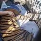 Seekora harimau yang masuk ke kandang jebak di Palembayan Agam, Senin (10/1/2022) sedang dievakuasi oleh petugas. (Liputan6.com/ Arset)